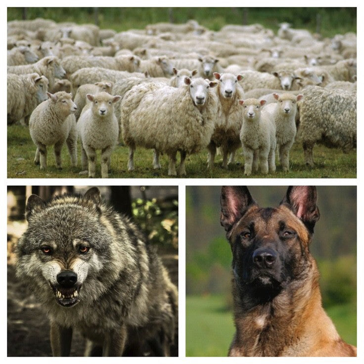 Sheep, Wolves, and Sheep Dogs